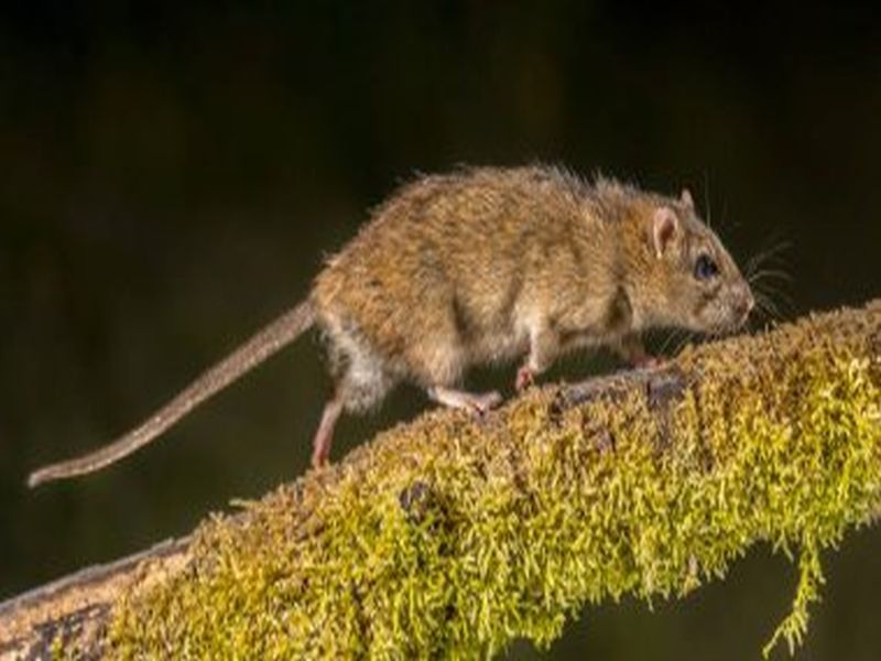 Safeguarding Your Home: Pest Control for Rats