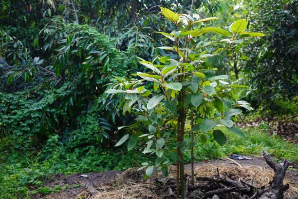 Maeng Da Kratom: Understanding the White Vein Variety